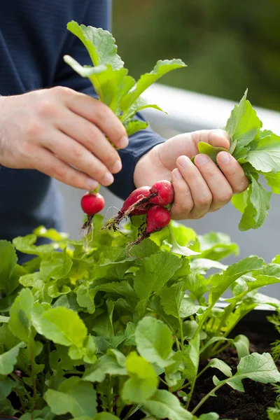 man gardener picking radish from vegetable container garden on b