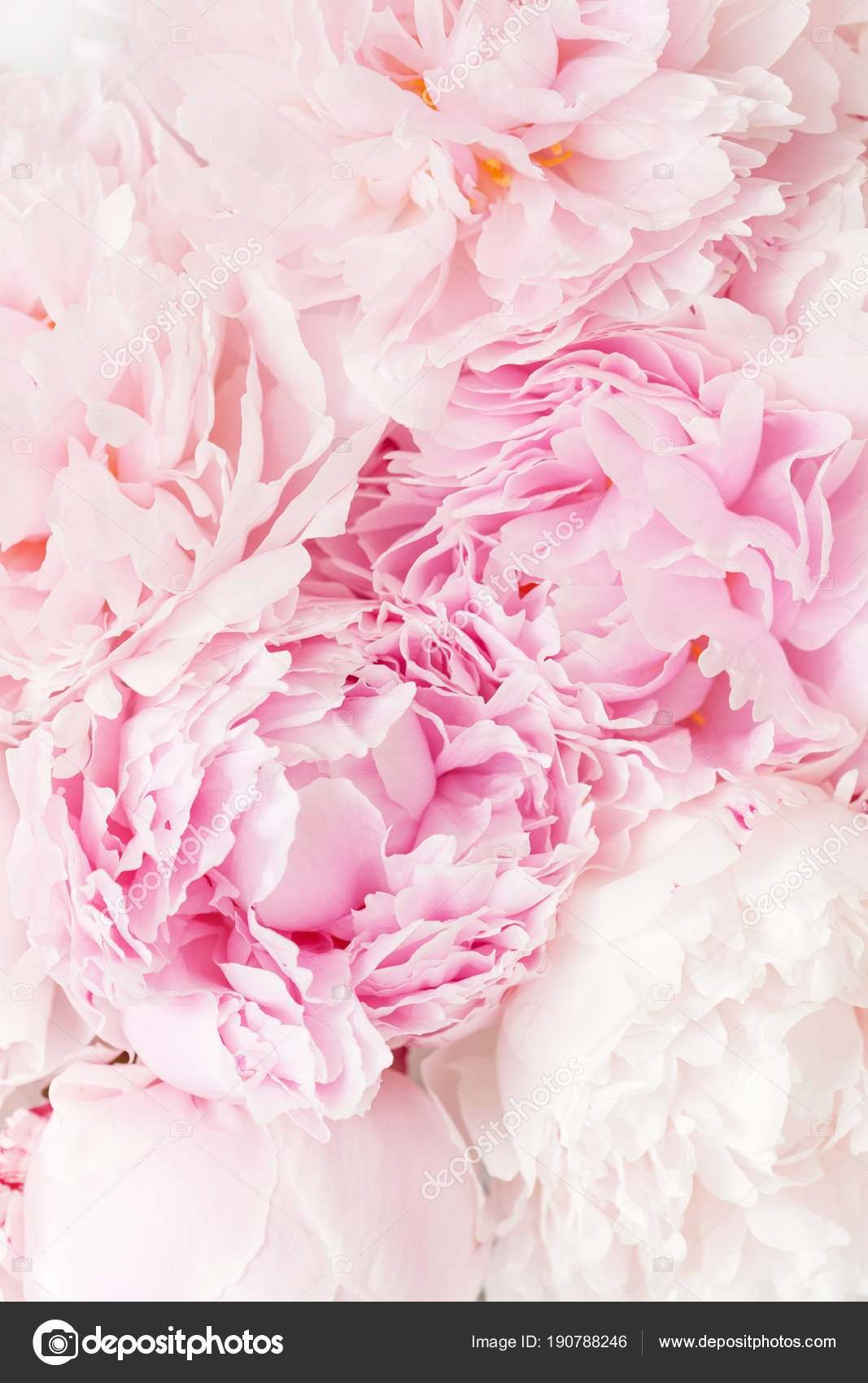 Rosa Hintergrund Rosa Hintergrund