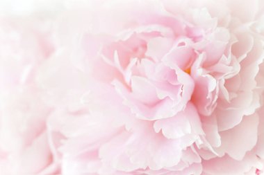 Güzel pembe şakayık çiçeği arka planı