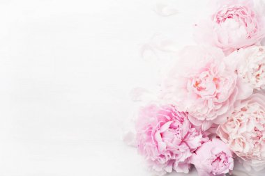 Güzel pembe şakayık çiçeği arka planı