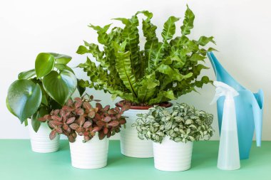houseplants Asplenium nidus, peperomia ve saksının içinde fittonia
