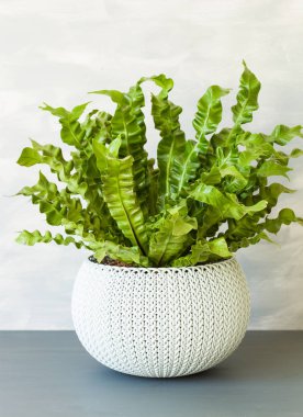 Beyaz saksı houseplant Asplenium nidus