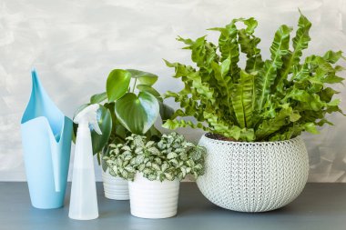 houseplants Asplenium nidus, peperomia ve saksının içinde fittonia