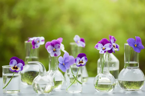 Голубые цветы в химической стеклянной посуде, украшение стола в саду — стоковое фото