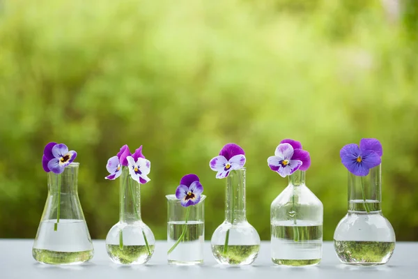 三色堇花化学玻璃器皿，餐桌装饰在花园中 — 图库照片