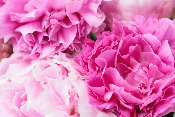 Beautiful pink peony flower background — Stock Photo, Image