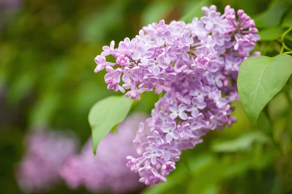 Vackra lila blommor i trädgården — Stockfoto