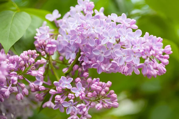 Hermosas flores de lila en el jardín —  Fotos de Stock
