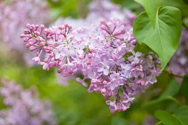 Hermosas flores de lila en el jardín —  Fotos de Stock
