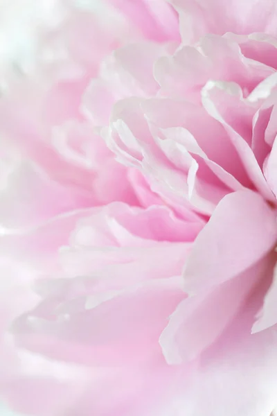 Beau fond de fleur de pivoine rose — Photo