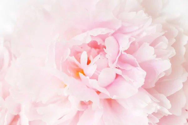 美丽的粉色牡丹花背景 — 图库照片