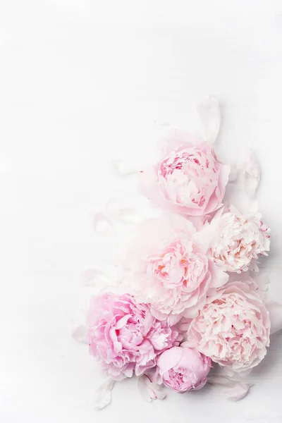 Vacker rosa pion blomma bakgrund — Stockfoto