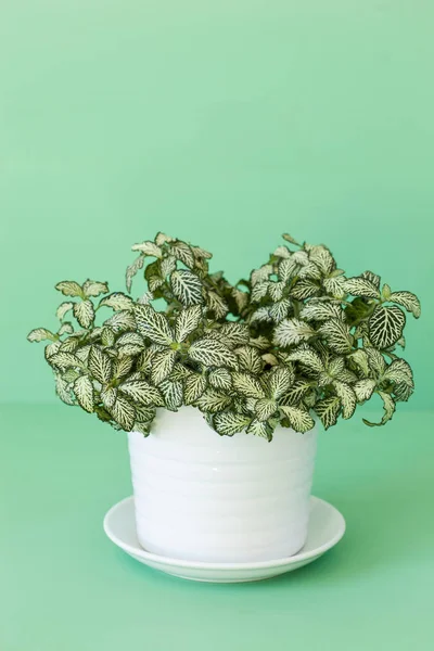 Planta de sala fittonia albivenis em vaso branco — Fotografia de Stock