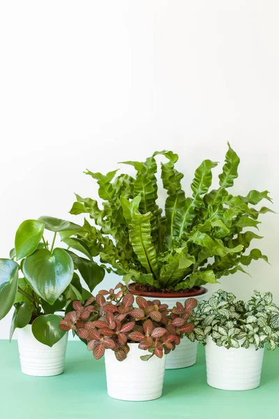 Tanaman rumah Asplenium nidus, peperomia dan fittonia dalam pot bunga — Stok Foto