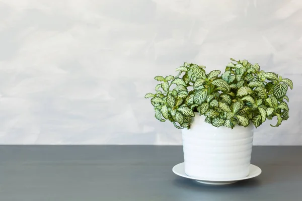 Tanaman rumah fittonia albivenis dalam pot bunga putih — Stok Foto