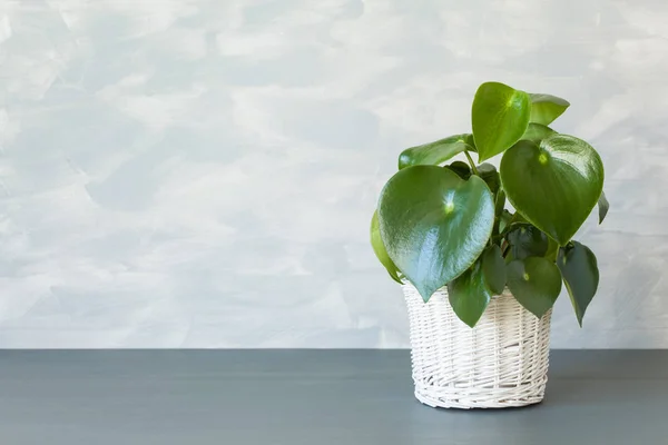 Planta de interior peperomia en maceta blanca — Foto de Stock