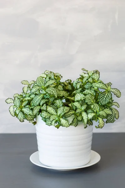 Fittonia albivenis de planta de interior en maceta blanca — Foto de Stock