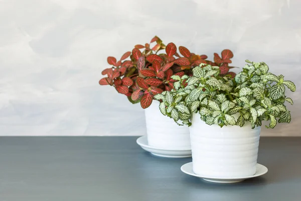 Houseplant fittonia albivenis in white float pot — стоковое фото