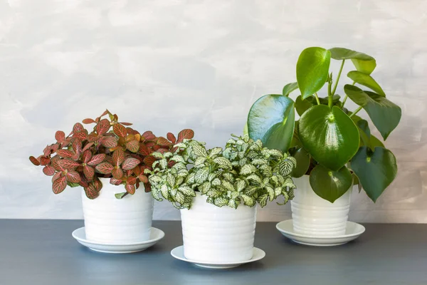 Houseplant fittonia albivenis and peperomia in white flowerpot — Stock Photo, Image