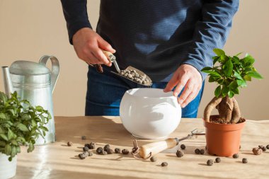 Bahçe, evde dikim. adam taşındıktan ficus houseplant