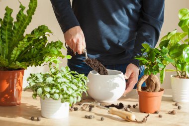 Bahçe, evde dikim. adam taşındıktan ficus houseplant