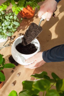 Bahçe, evde dikim. adam taşındıktan ficus houseplant