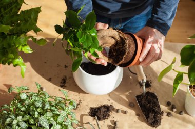 Bahçe, evde dikim. adam taşındıktan ficus houseplant