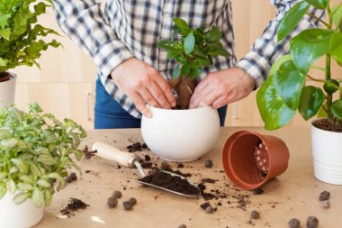 Bahçe, evde dikim. adam taşındıktan ficus houseplant