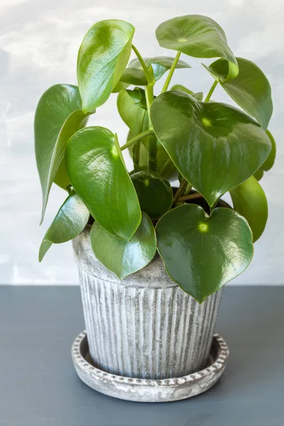 Planta de interior peperomia en maceta vintage — Foto de Stock