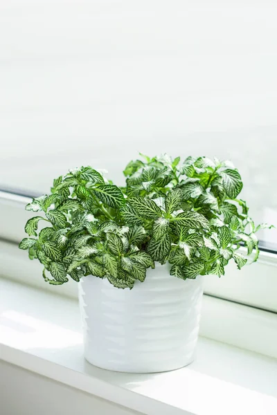 Fittonia albivenis de planta de interior en maceta blanca — Foto de Stock