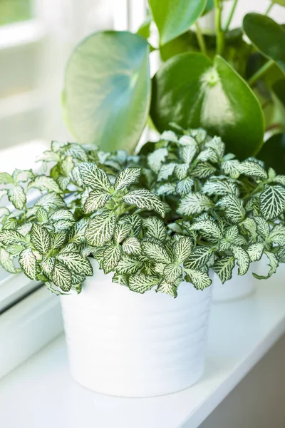 Kamerplanten fittonia albivenis en peperomia in witte bloempotten — Stockfoto