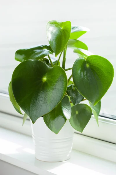 Planta de sala peperomia em vaso branco — Fotografia de Stock