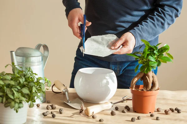 Trädgårdsskötsel, plantera hemma. mannen omplacerande ficus krukväxt — Stockfoto