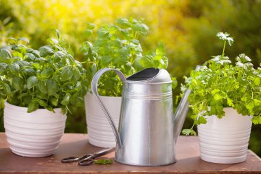 Bahçede taze fesleğen maydanozu ve naneli otlar