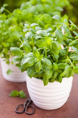 Bahçede taze fesleğen maydanozu ve naneli otlar