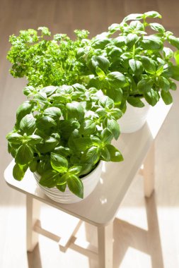 taze fesleğen ve maydanoz bitki saksıları içinde