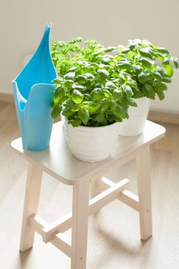 taze fesleğen ve maydanoz bitki saksıları içinde