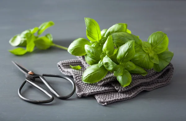 Fresh basil herb on grey background — Stock Photo, Image