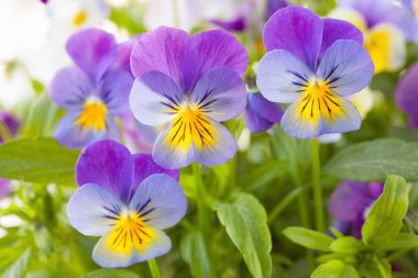 güzel homo Yaz Çiçek bahçesinde