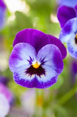 güzel homo Yaz Çiçek bahçesinde