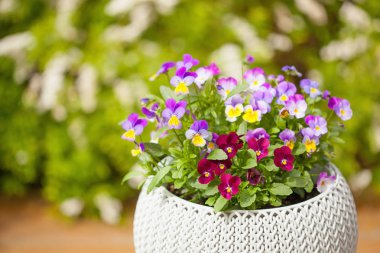 güzel homo Yaz Çiçek saksıları bahçe içinde