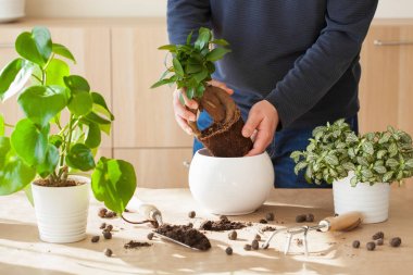 Bahçe, evde dikim. adam taşındıktan ficus houseplant