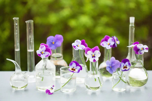 Pansy flowers in chemical glassware, table decoration in garden — Stock Photo, Image