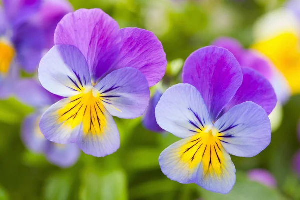 Bellissimi fiori estivi viscidi in giardino — Foto Stock