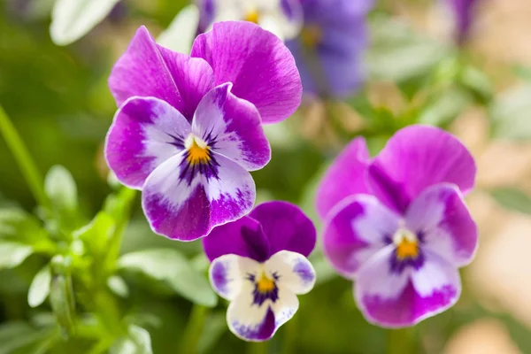 Schöne Stiefmütterchen Sommerblumen im Garten — Stockfoto