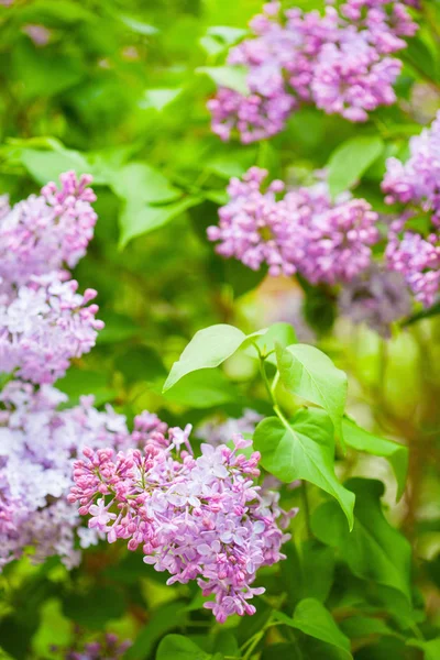 Beautiful lilac flowers in garden — Stock Photo, Image