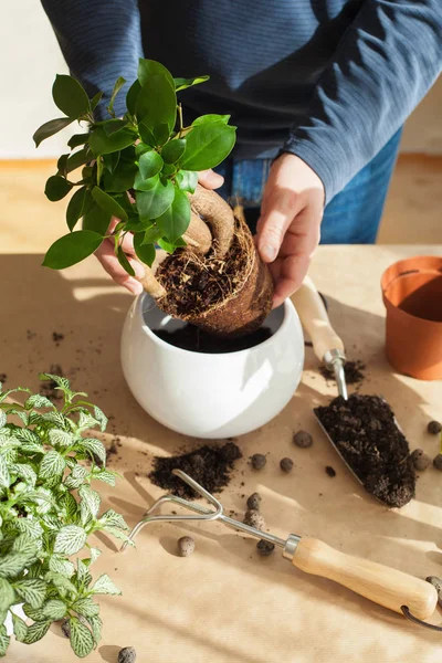 Jardinagem, plantio em casa. homem realocação ficus planta de sala — Fotografia de Stock