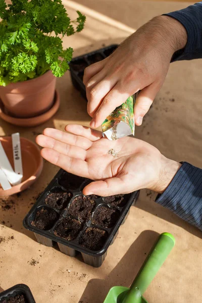 Jardinagem, plantio em casa. homem semeando sementes em caixa de germinação — Fotografia de Stock