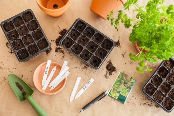 Jardinagem, plantio em casa. semeadura em caixa de germinação — Fotografia de Stock