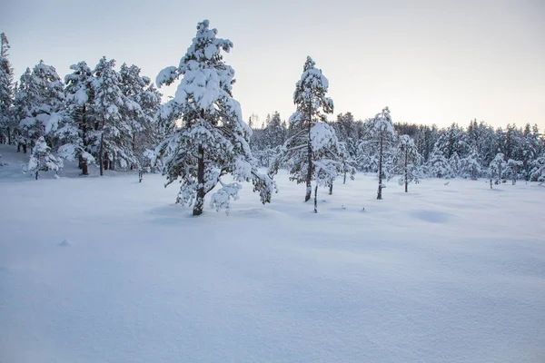 Piękny zimowy krajobraz snow drzewo — Zdjęcie stockowe